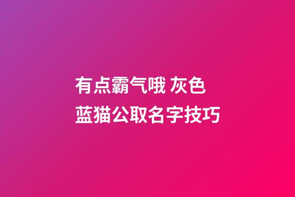 有点霸气哦 灰色蓝猫公取名字技巧